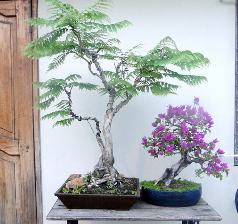 jacaranda bonsai