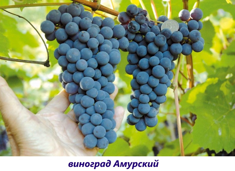 Amur grape variety