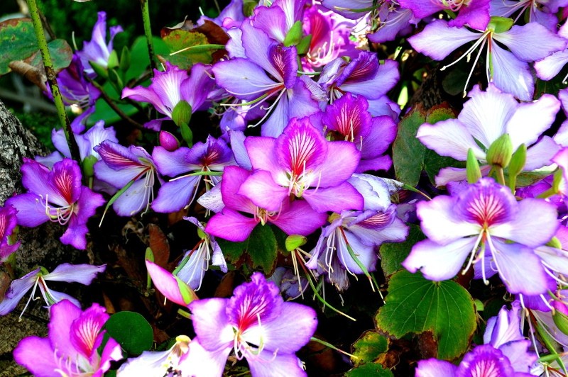 kvetoucí bauhinia