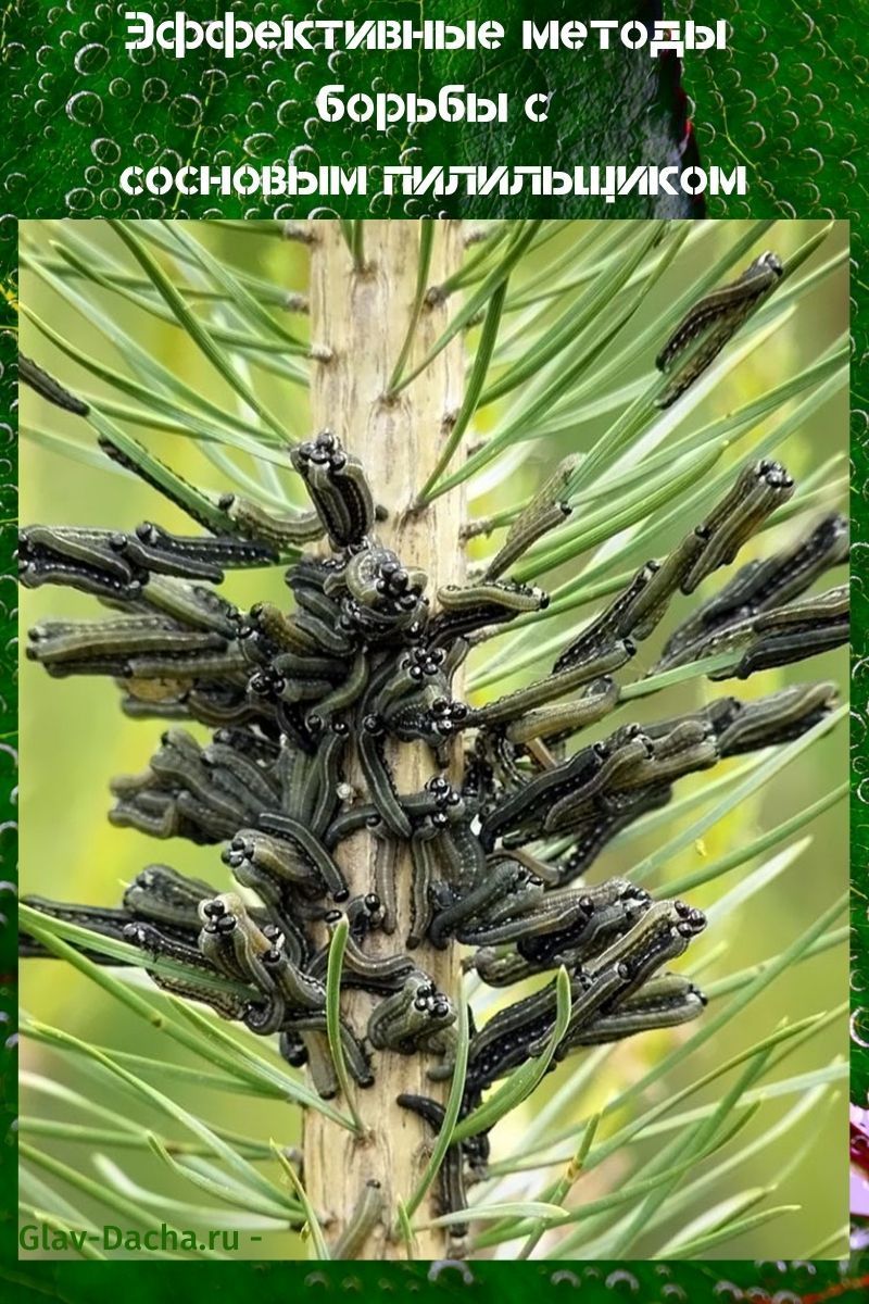 pine sawfly fighting