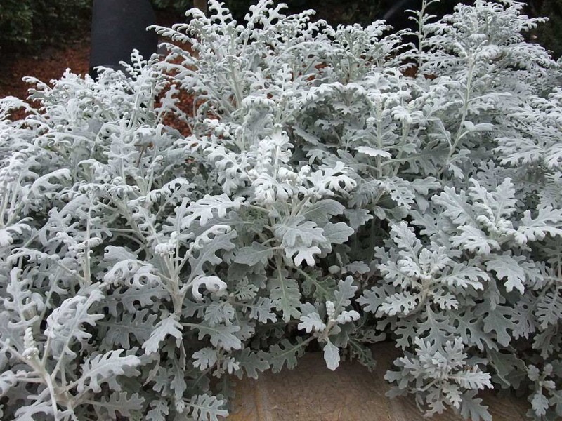 cineraria sølvfarvet årlig eller flerårig