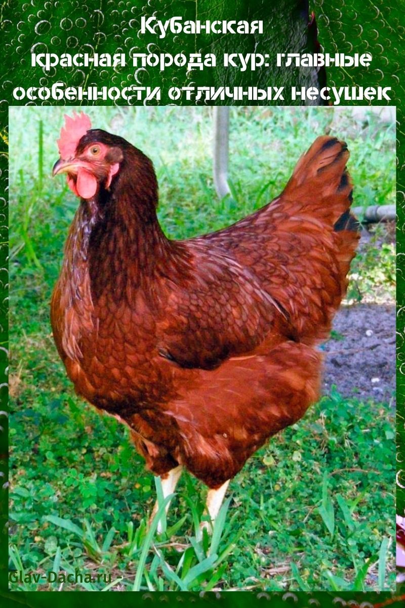 Kuban red breed of chickens