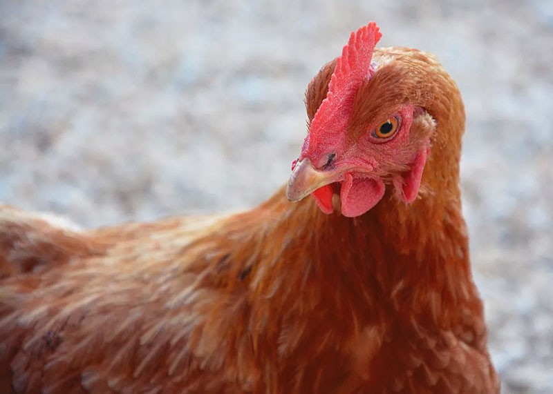 سلالة دجاج مقاومة للإجهاد