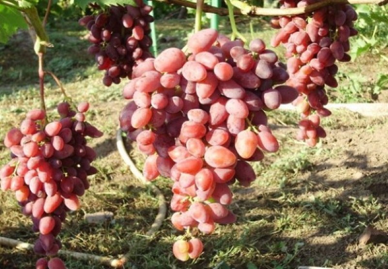 ungedeckte Trauben für Sorten aus der Region Moskau