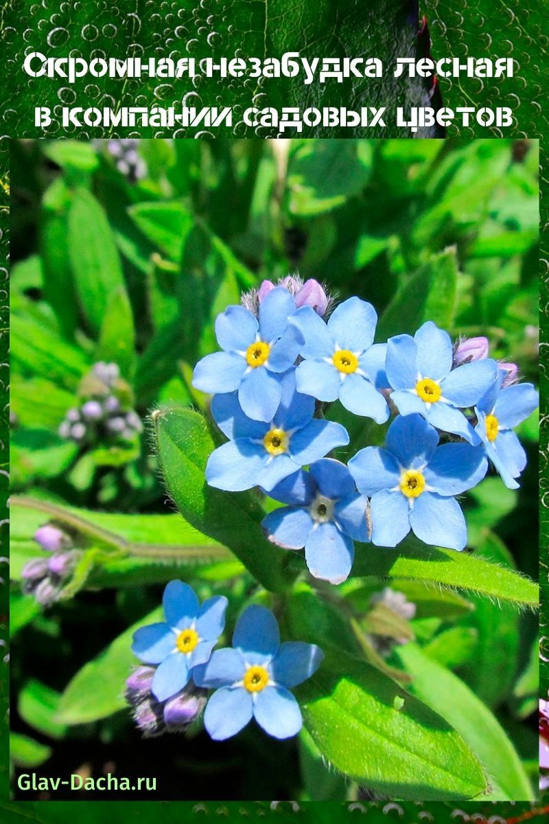 forget-me-not forest