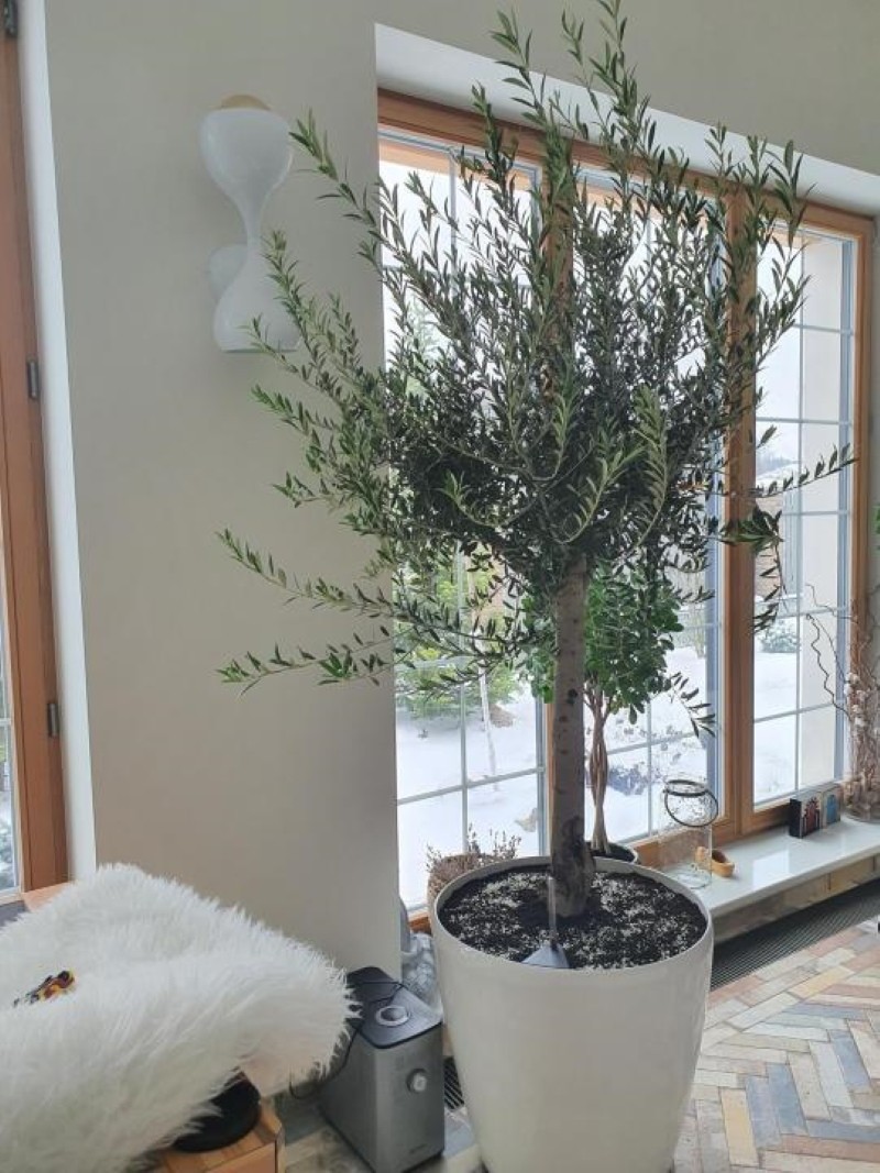 Olivenbaum zu Hause