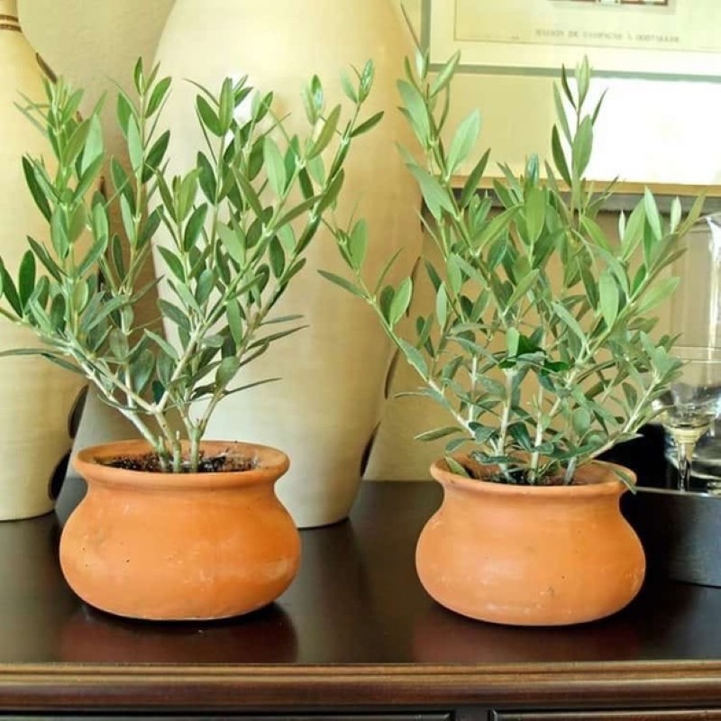 podmínky uchovávání olivovníku