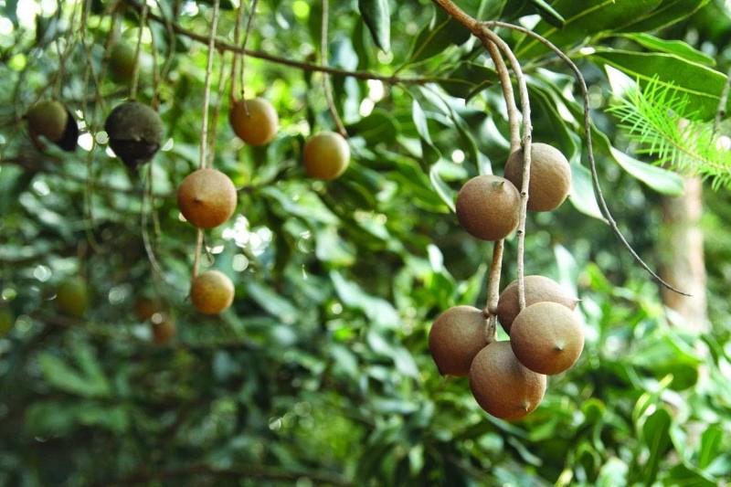 come cresce la noce di macadamia