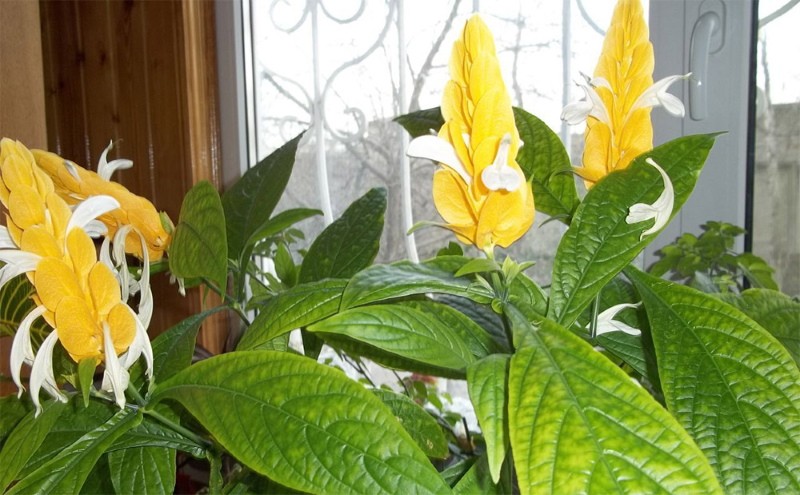 kukkiva keltainen pachystachis