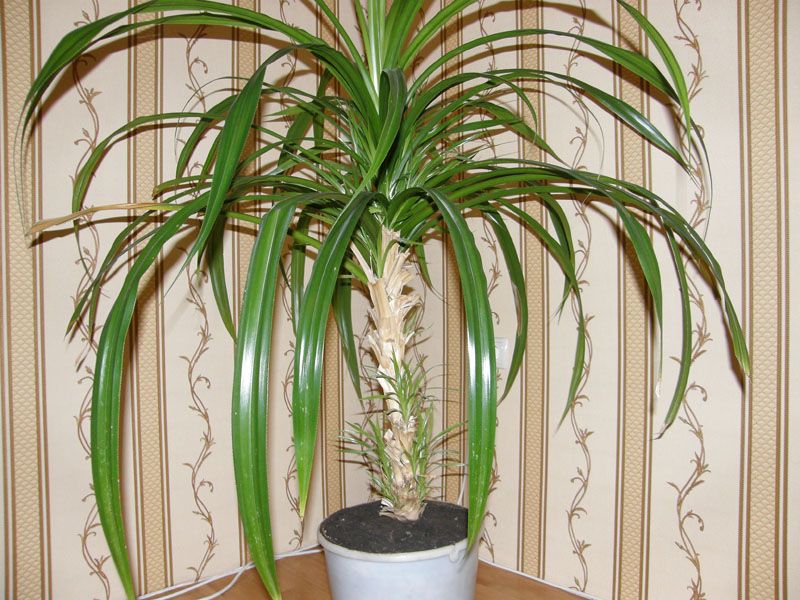pandanus or helical palm