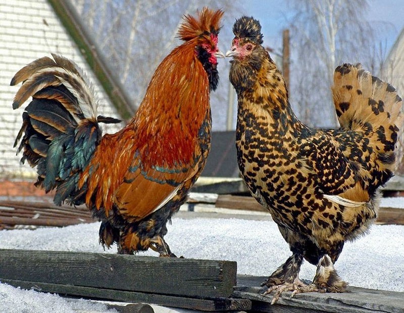 Pavlovsky race af kyllinger