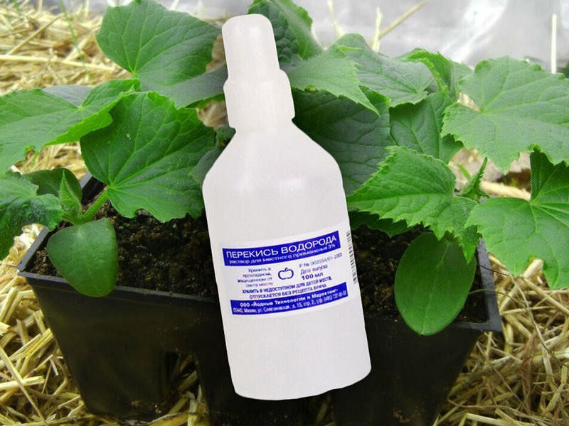 peroxid vodíka pre sadenice