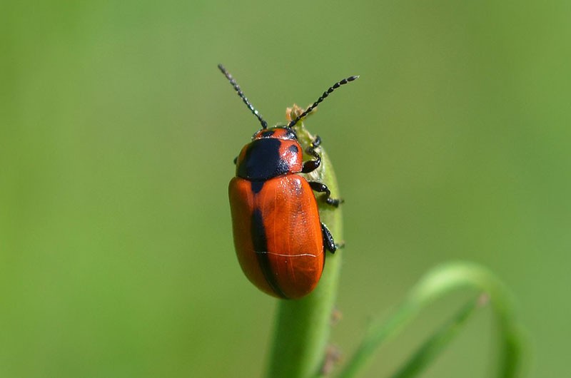Coleopteran tecavüz böceği