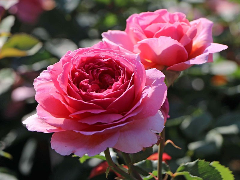 angielska róża