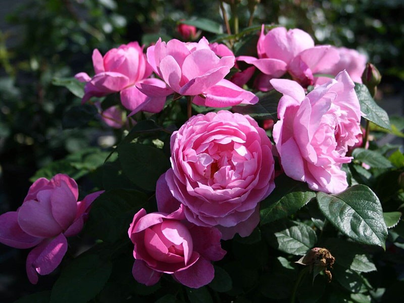 ainutlaatuinen ruusu Mary Rose