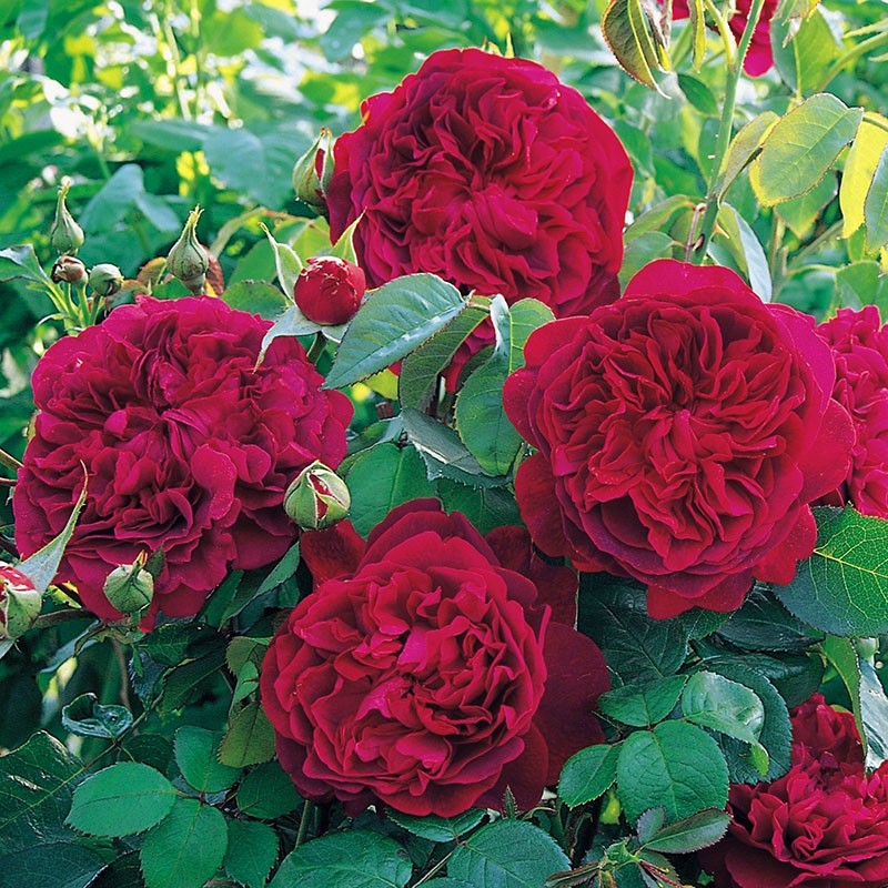 svěží květ růže william shakespeare