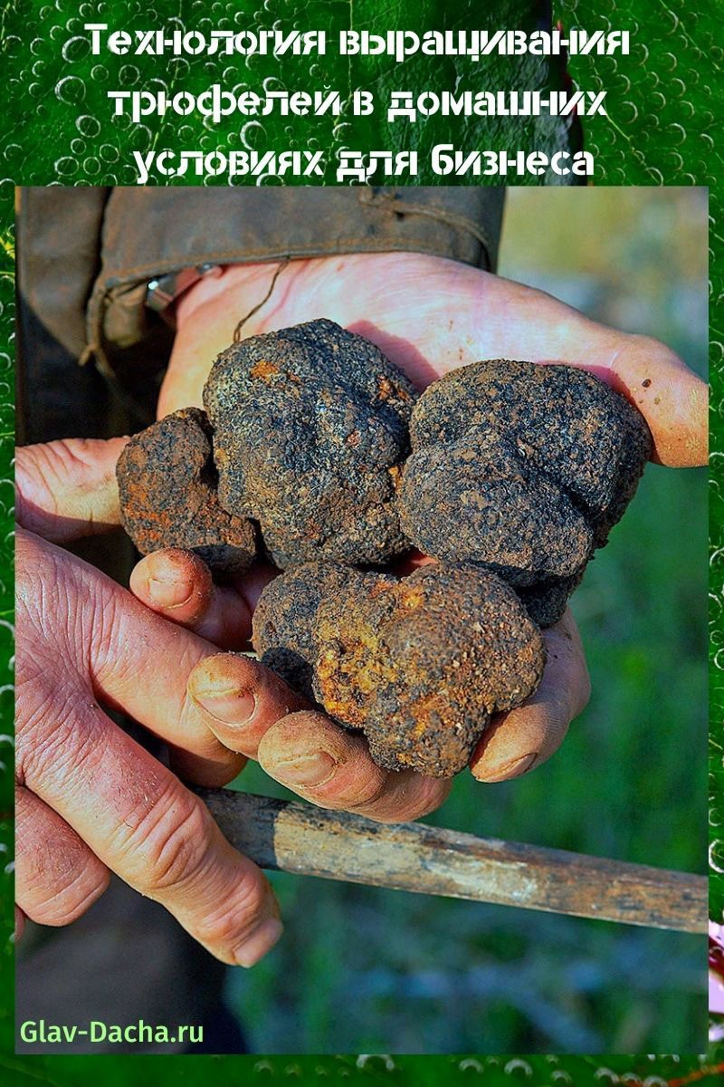 technologie pour faire pousser des truffes à la maison