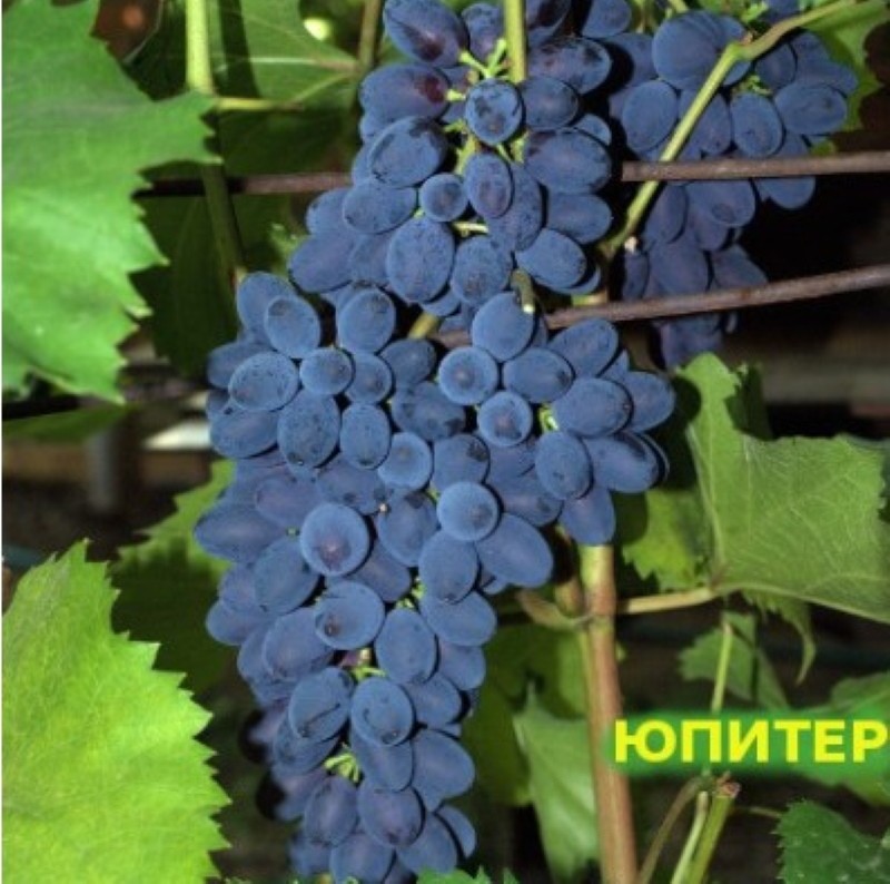Comentários de fotos da descrição da variedade de uva de Júpiter