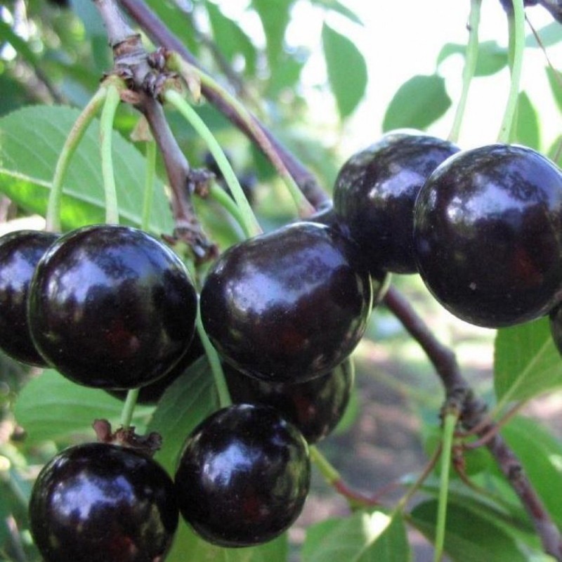descrição da variedade cereja de cortiça preta