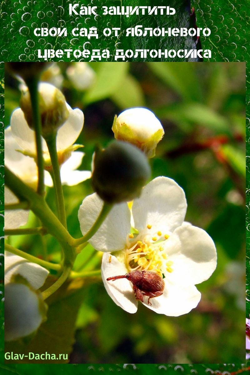 punteruolo dello scarabeo dei fiori di melo