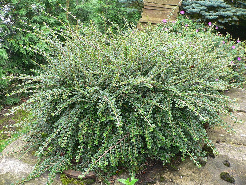 cotoneaster variegatus ngang