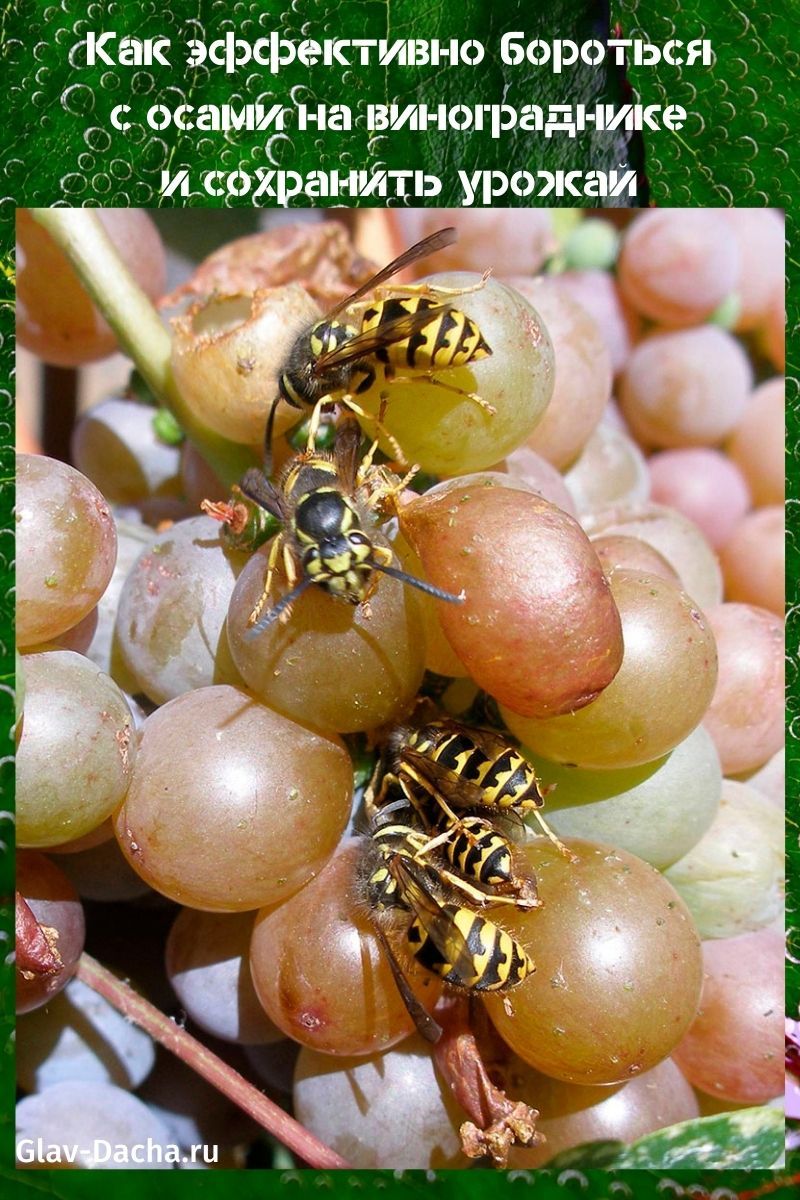 com tractar les vespes a la vinya