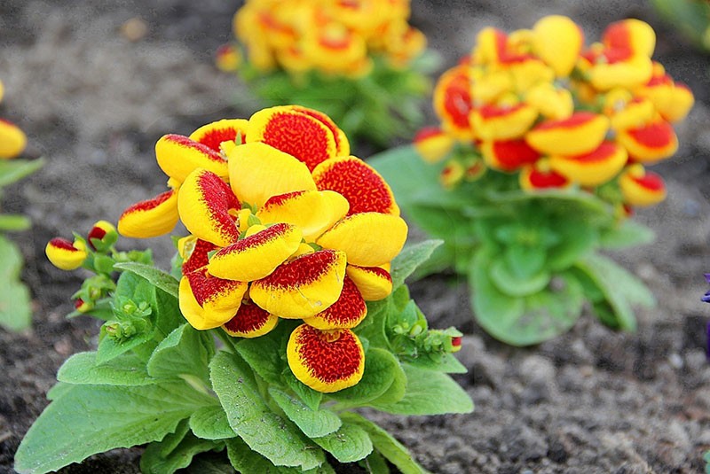 Calceolaria varieties for home cultivation