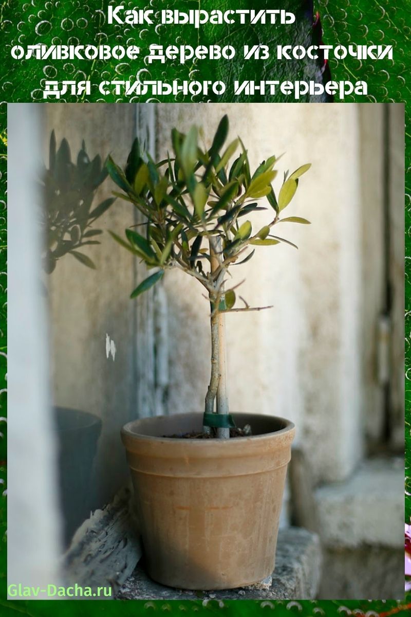 kuinka kasvattaa oliivipuu siemenestä