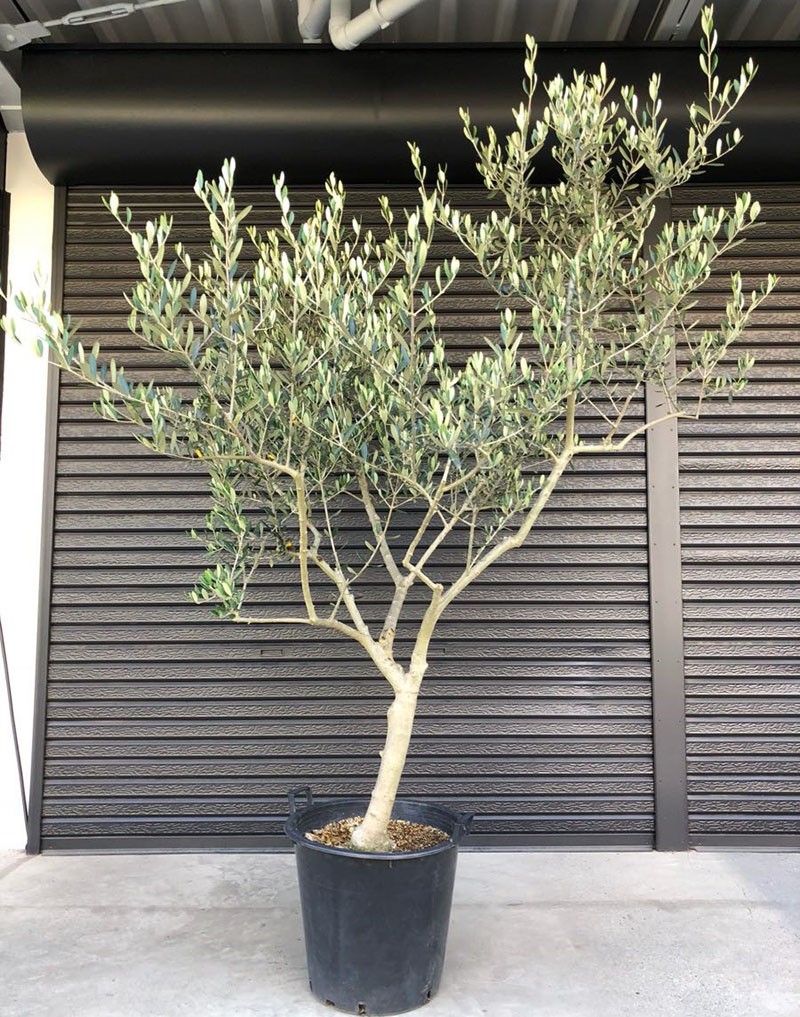 Samenbaum Olivenbaum
