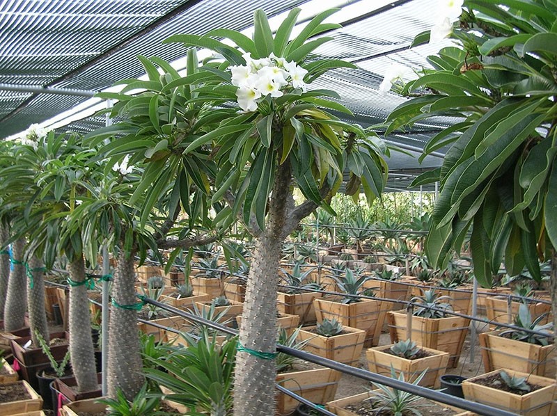 pachypodium cactus with leaves in the nursery