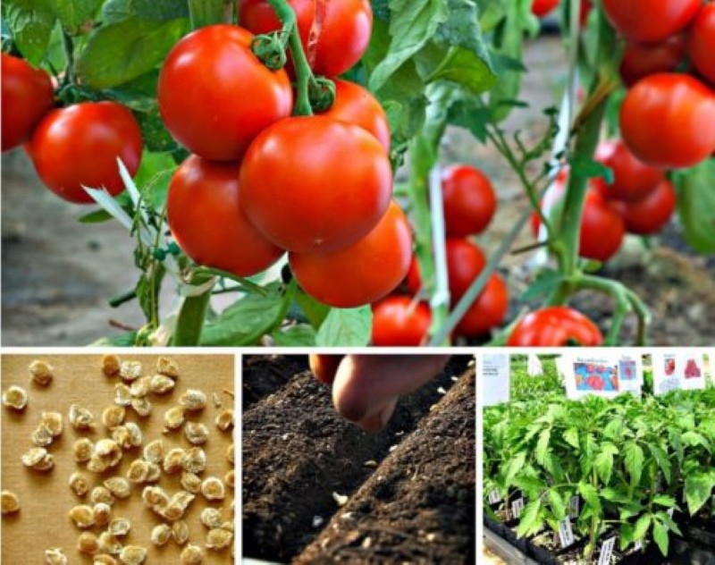 hvornår man skal så tomater til kimplanter med vækst i et drivhus