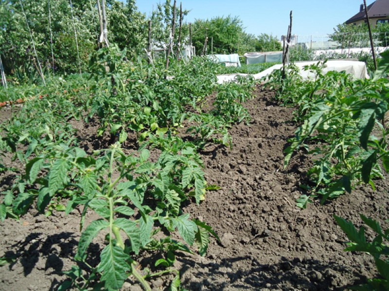 masa penanaman tomato dengan penanaman lebih lanjut terus ke tanah