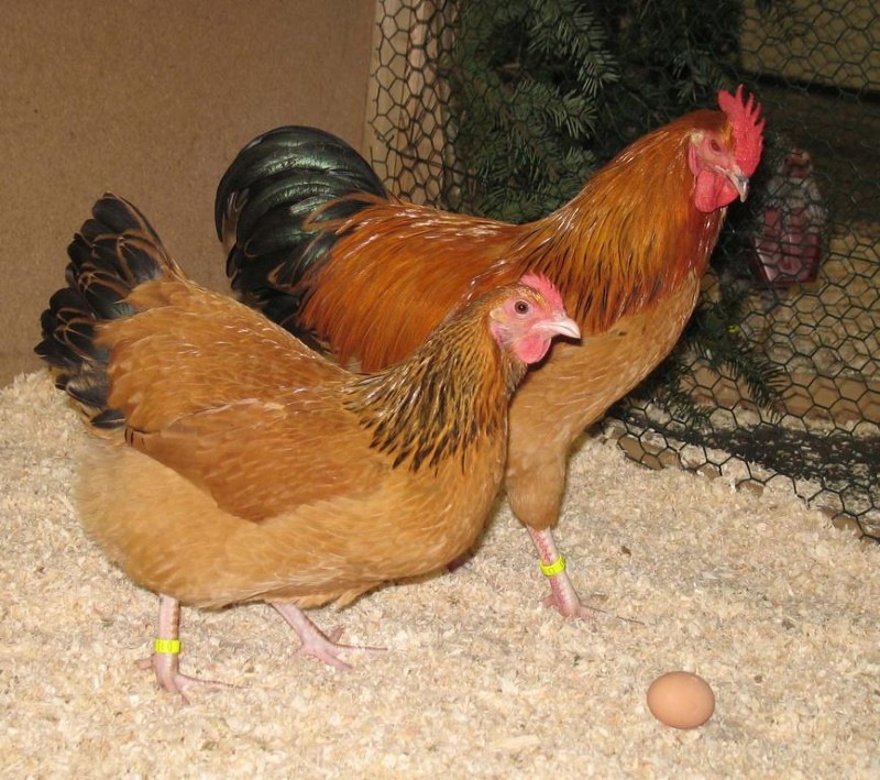 отглеждане на фокси пилета у дома