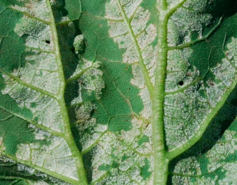 odwrotna strona liścia dotknięta penosporozą