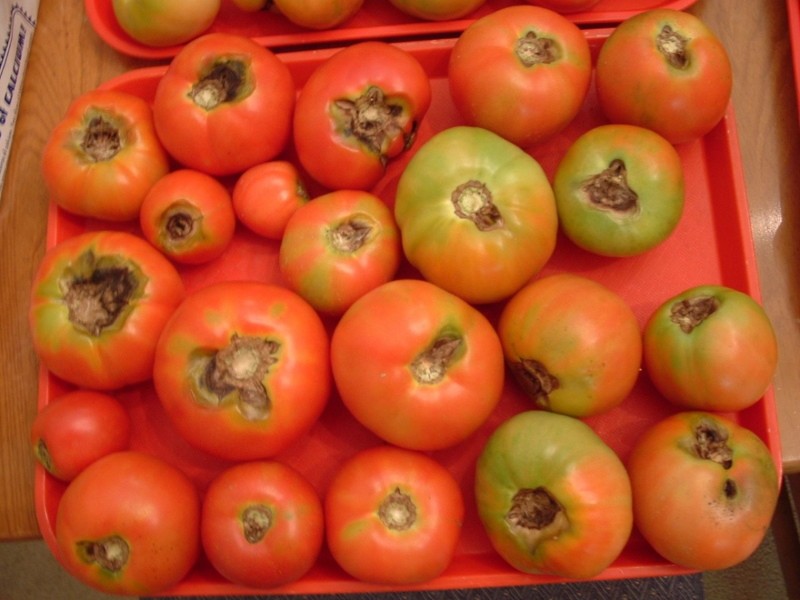 makrosporioza na owocach pomidora