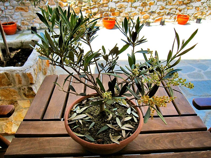 olivovník kvete doma