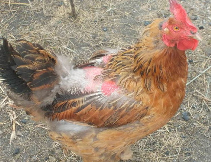 kycklingfjäderätare hur man kan bli av med