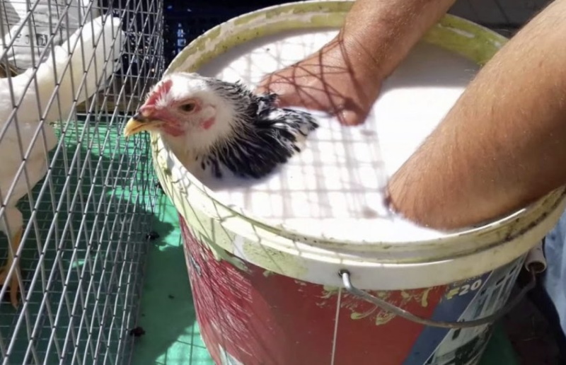 behandeling van kippen tegen het eten van veren