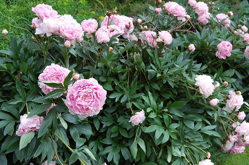 Pioni Sarah Bernhardt - kasvin piirteet, suositut lajikkeet, hoito