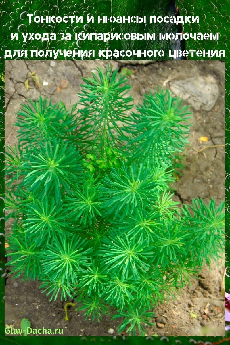 plantering och vård av cypressmjölkgräs
