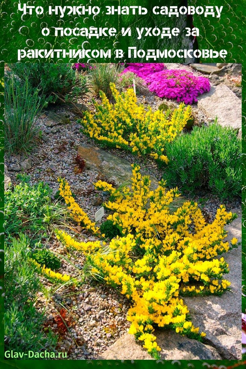 planting and caring for broom