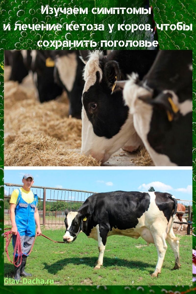 أعراض وعلاج الكيتوزيه في الأبقار