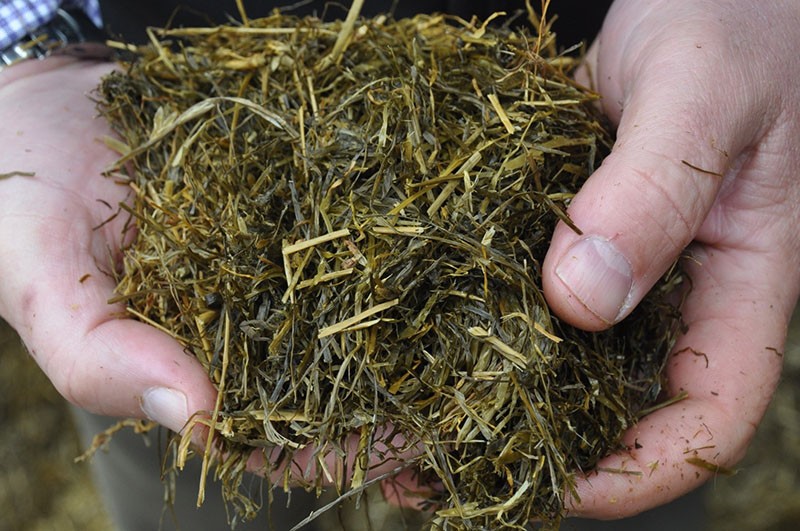 silage in cow nutrition