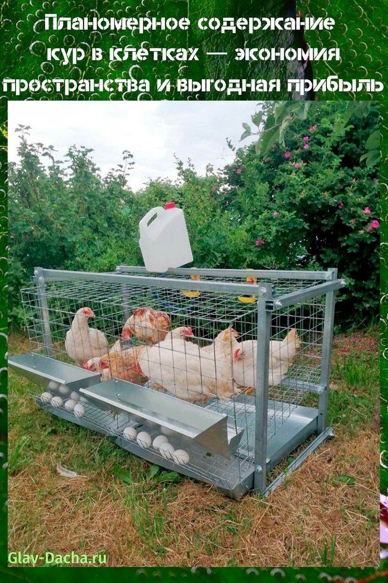 Hühner in Käfigen halten