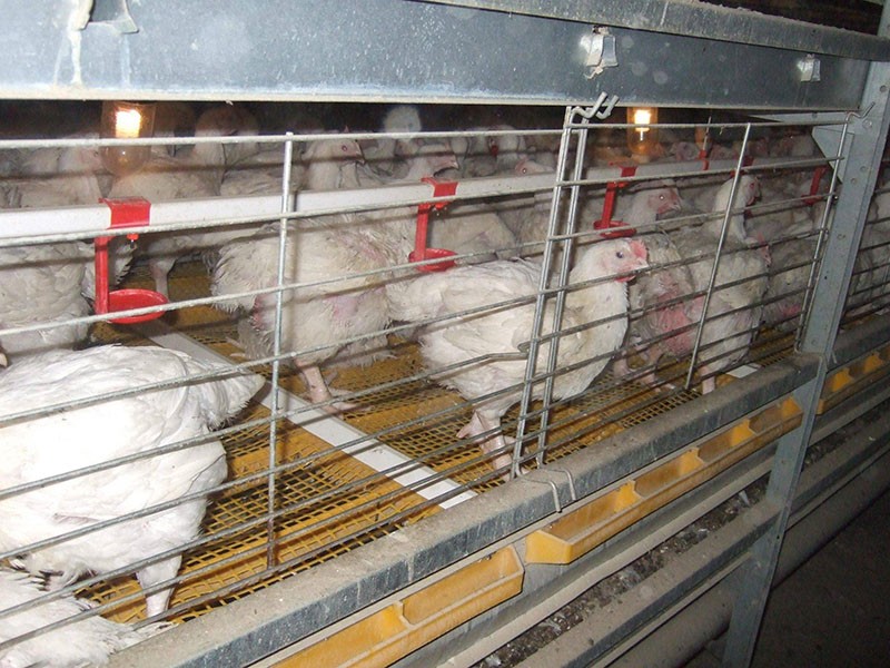 as vantagens e desvantagens de manter galinhas em gaiolas