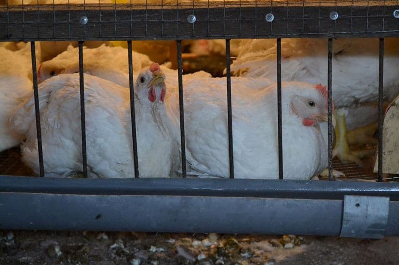 polli in gabbia