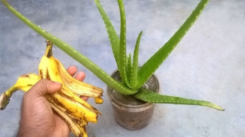 banánová slupka na květinové hnojivo