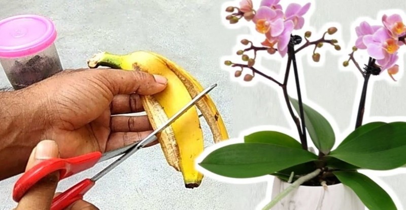 užitočné vlastnosti banánovej šupky ako hnojiva