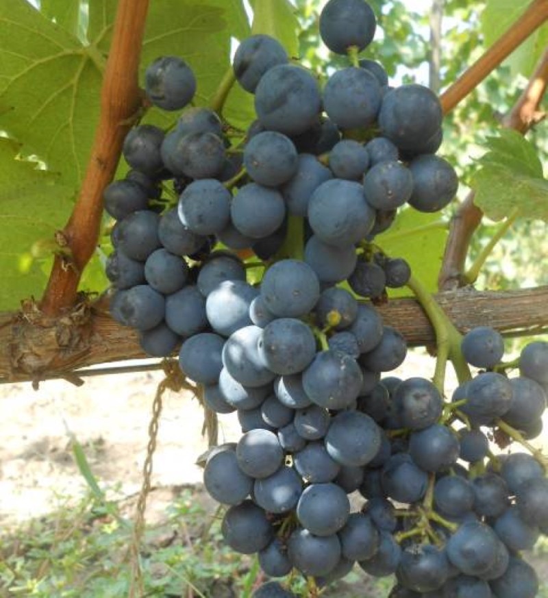 descrizione del vitigno Krasnostop