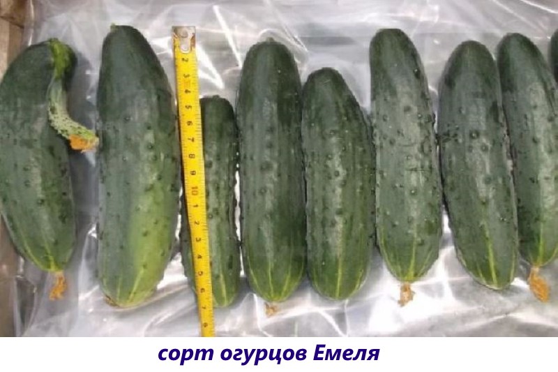 Emelya cucumber variety